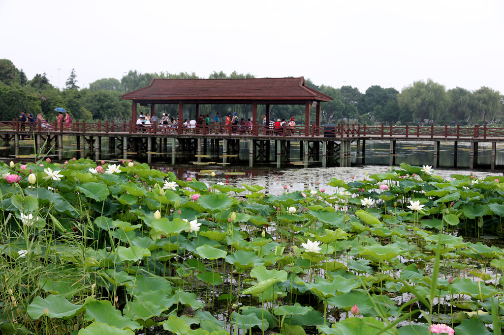 荷塘月色湿地公园