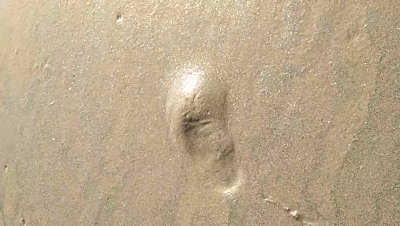 一个晒阳儿的海星被我们发现,果断带走!