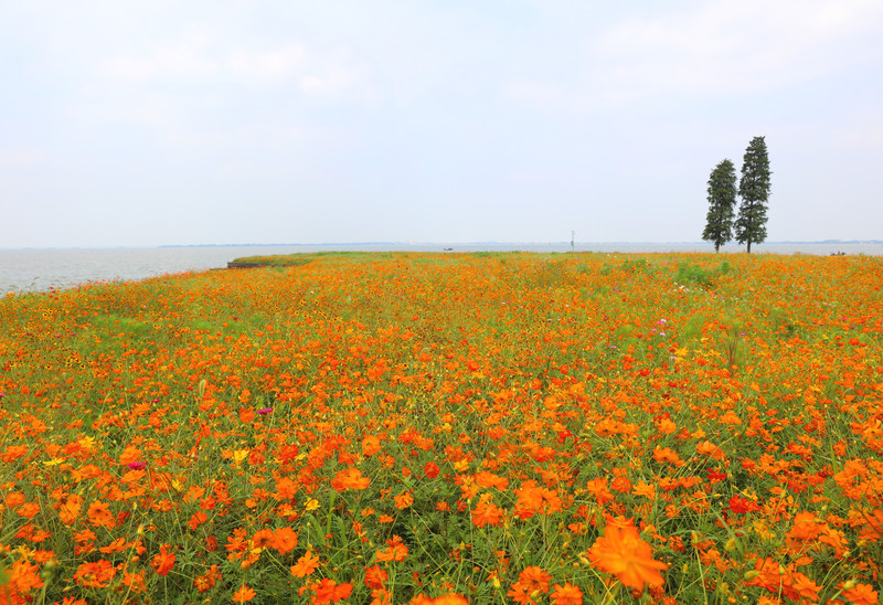 淀山湖环湖大道(昆山段)硫华菊花海