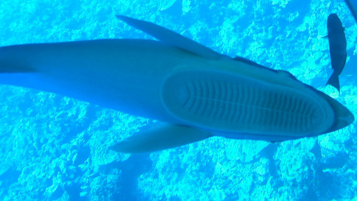 壁纸 动物 海底 海底世界 海洋馆 水族馆 鱼 鱼类 710_399