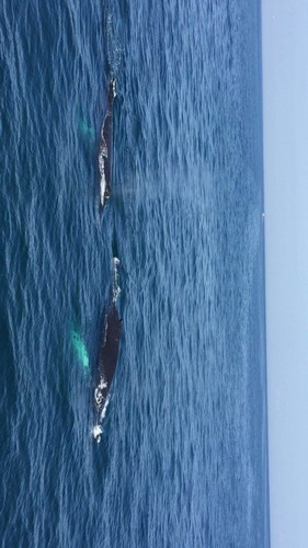 鲸鱼的视频儿童 1007070000002gxtc5360_R_10000_500_Q90.jpg