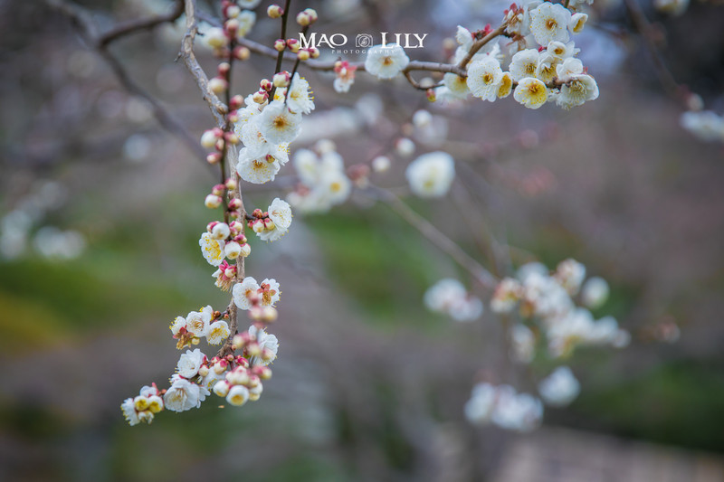 梦下齿落尽，破此不祥，祈愿家人康健平安