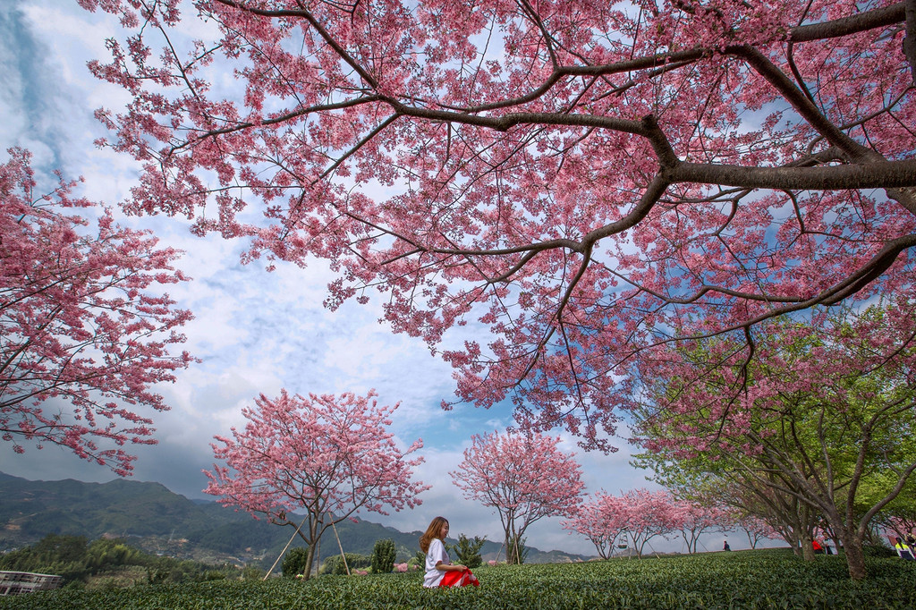 【福建 龙岩】永福樱花园|3月一场说走就走的旅行