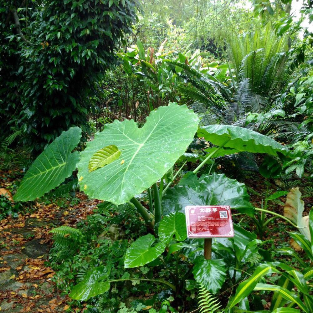 广西药用植物园