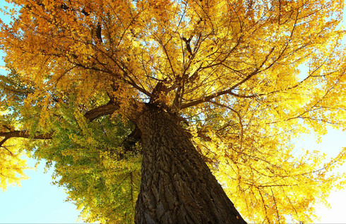霾里偷晴去盘山(2)